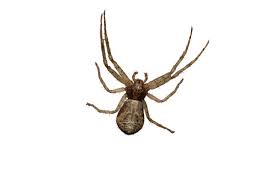 Attēlu rezultāti vaicājumam “Xysticus ulmi adult”