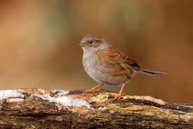 Attēlu rezultāti vaicājumam “Prunella modularis”