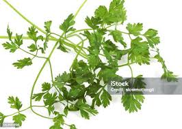 Image result for Anthriscus cerefolium
