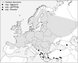 Attēlu rezultāti vaicājumam “Hylaea fasciaria”