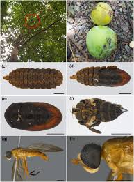 Attēlu rezultāti vaicājumam “Dictenidia bimaculata male”