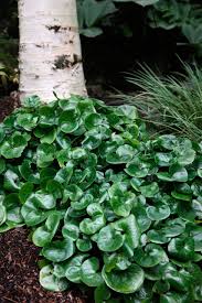 Attēlu rezultāti vaicājumam “Asarum europaeum”