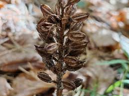 Attēlu rezultāti vaicājumam “Neottia nidus-avis”