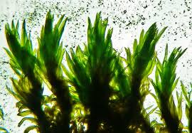 Attēlu rezultāti vaicājumam “Tortella inclinata”