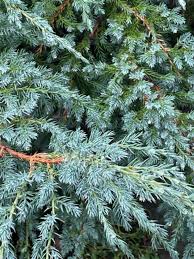 Attēlu rezultāti vaicājumam “Juniperus communis leaf”