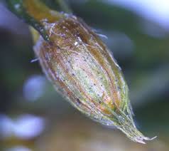 Attēlu rezultāti vaicājumam “Orthotrichum lyellii”