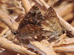 Attēlu rezultāti vaicājumam “Carcharodus floccifera underside”