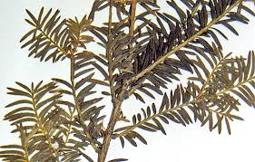 Attēlu rezultāti vaicājumam “Taxus baccata leaf”