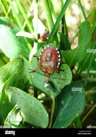 Attēlu rezultāti vaicājumam “Pantilius tunicatus imago”
