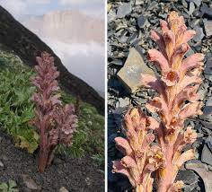 Attēlu rezultāti vaicājumam “Orobanchaceae”