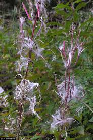 Attēlu rezultāti vaicājumam “Epilobium angustifolium bud”