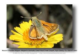 Attēlu rezultāti vaicājumam “Hesperia comma underside”