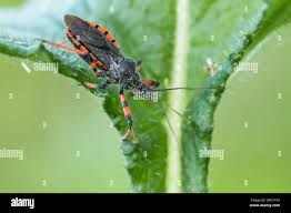 Attēlu rezultāti vaicājumam “Rhynocoris annulatus”