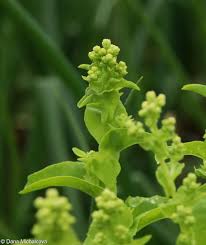 Attēlu rezultāti vaicājumam “Lactuca sativa flower”