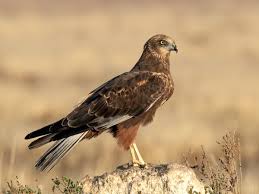 Image result for Wee County Harriers