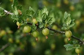 Attēlu rezultāti vaicājumam “Ribes uva-crispa leaf”