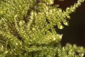 Attēlu rezultāti vaicājumam “Ctenidium molluscum”