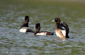 Attēlu rezultāti vaicājumam “Aythya fuligula male”