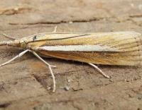 Attēlu rezultāti vaicājumam “Agriphila selasella”