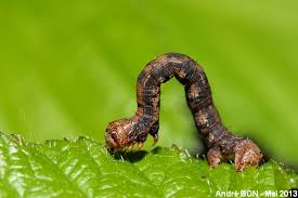 Attēlu rezultāti vaicājumam “Agriopis marginaria”