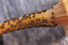 Attēlu rezultāti vaicājumam “Badhamia lilacina young”