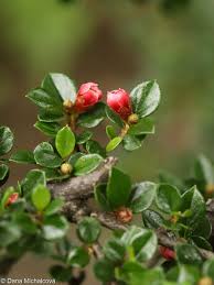 Attēlu rezultāti vaicājumam “Cotoneaster divaricatus”