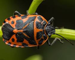 Attēlu rezultāti vaicājumam “Eurydema dominulus”