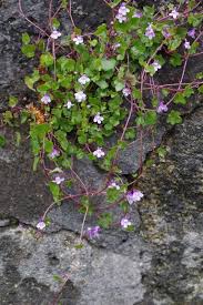 Attēlu rezultāti vaicājumam “Cymbalaria muralis”
