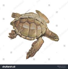 Image result for Lepidochelys kempii