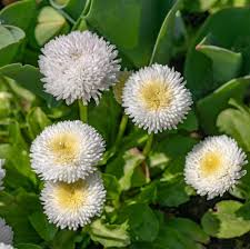 Image result for Bellis perennis