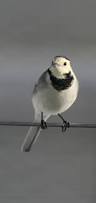 Image result for Motacilla alba