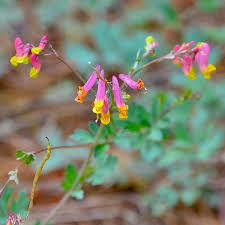 Attēlu rezultāti vaicājumam “Corydalis”