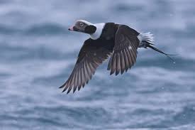 Attēlu rezultāti vaicājumam “Clangula hyemalis”