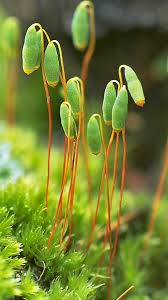 Attēlu rezultāti vaicājumam “Pohlia nutans”