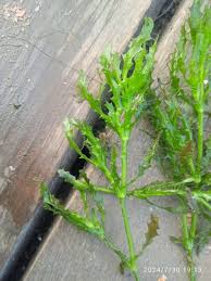 Attēlu rezultāti vaicājumam “Najas major leaf”