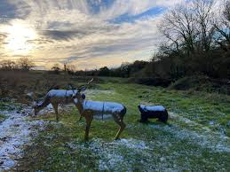 Image result for Ashcombe Valley Archers