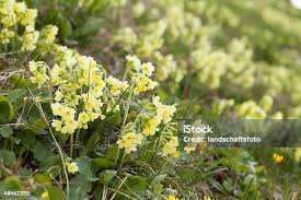 Image result for Himmelschlüssel