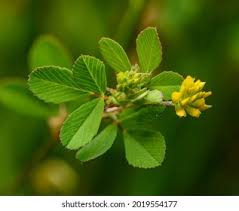 Attēlu rezultāti vaicājumam “Trifolium dubium leaf”