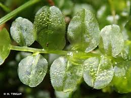 Attēlu rezultāti vaicājumam “Plagiomnium ellipticum”