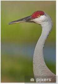 Image result for Grus canadensis