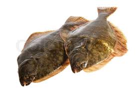 Image result for Platichthys flesus