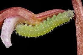 Attēlu rezultāti vaicājumam “Aphelia paleana larva”