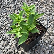 Attēlu rezultāti vaicājumam “Gentiana cruciata leaf”