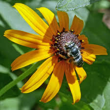 Image result for Rudbeckia fulgida