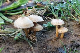 Attēlu rezultāti vaicājumam “Mucronella subtilis”