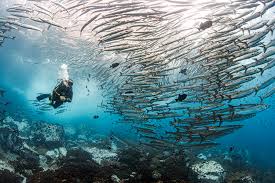 Image result for Scuba Skooling