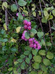 Attēlu rezultāti vaicājumam “Symphoricarpos x chenaultii”