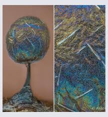 Attēlu rezultāti vaicājumam “Lamproderma arcyrioides stalked”