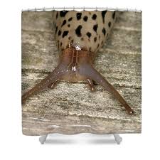 Attēlu rezultāti vaicājumam “Limax maximus”