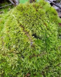 Attēlu rezultāti vaicājumam “Acrocarpous mosses”